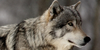 Hetalia-RP-Wolves's avatar