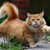 Hi-Im-Ryan :iconhi-im-ryan: