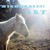 Highhorse07 :iconhighhorse07: