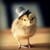 :iconhillcountrychick: