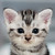 HoodieCatXD :iconhoodiecatxd: