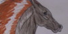 horse-crazy-drawings's avatar