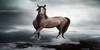 HorseFanaticManips's avatar