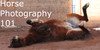 HorsePhotography101's avatar