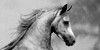 HorsePhotoGroup's avatar