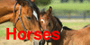 HorsesAreUs's avatar