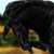 DeviantArt profile picture for @Horsing on DeviantArt