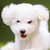 hsherran :iconhsherran: