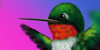 Hummingbirdies's avatar