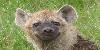 hyenaARTS :iconhyenaarts: