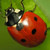 :iconhyper-ladybird: