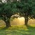 i-bloom-blaum :iconi-bloom-blaum: