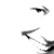 iamshe :iconiamshe: