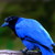IcyCrow0 :iconicycrow0: