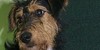 Ida-the-terrier's avatar