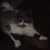 IgorNip :iconigornip: