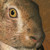 IIxTigerFrostxII :iconiixtigerfrostxii: