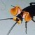 Iizardpuke :iconiizardpuke: