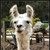 imapapallama :iconimapapallama: