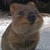 immaspork :iconimmaspork: