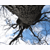 DeviantArt profile picture for @impatient on DeviantArt
