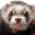 InkaMagic :iconinkamagic: