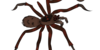 Insane-Spiders's avatar