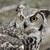 InspiredNaturePrints :iconinspirednatureprints: