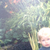inspiringirisje :iconinspiringirisje: