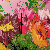 IrysArt :iconirysart: