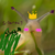 JackalPops :iconjackalpops:
