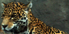Jaguar-Art's avatar