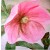 JaneConstantine :iconjaneconstantine: