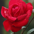 Janni-Rosanne :iconjanni-rosanne:
