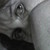 JormanComegato :iconjormancomegato: