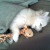 :iconjuicyophoto: