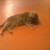 julyamiss :iconjulyamiss: