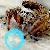 JumpingSpiderChild :iconjumpingspiderchild: