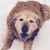 K9Assassin :iconk9assassin: