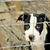 kalie444 :iconkalie444: