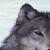KANAwolf :iconkanawolf: