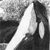kasatkaorca :iconkasatkaorca: