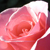 Kathy86d0 :iconkathy86d0: