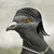 kcam12 :iconkcam12: