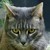 Kindulas :iconkindulas: