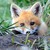 KitsuneLover93 :iconkitsunelover93: