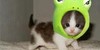 kittensfanclub's avatar