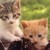 kittnen :iconkittnen: