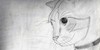 Kitty-Cat-Drawings's avatar