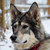 Kivakwolf :iconkivakwolf: